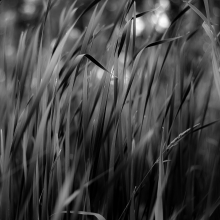 Marshland-Grasses-009