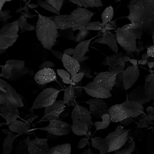 Mist-Pooling-On-Leaves-008