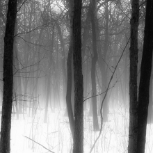Winter-Forest-In-Fog-005