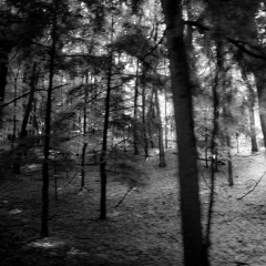 Dune-Forest-Floor-005