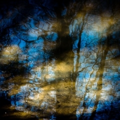 Trees-in-Water-117