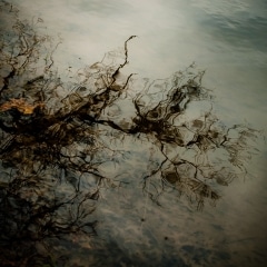 Trees-in-Water-026