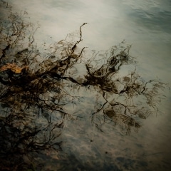 Trees-in-Water-026 Trees-in-Water-026