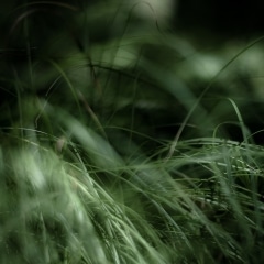 Forest-Grass-014