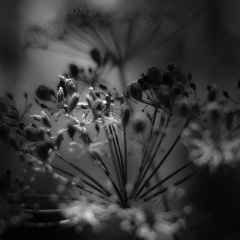 Summer-Wildflowers-045