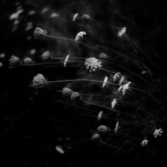 Summer-Wildflowers-015