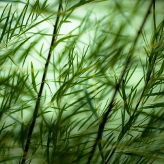 Marshland-Grasses-007