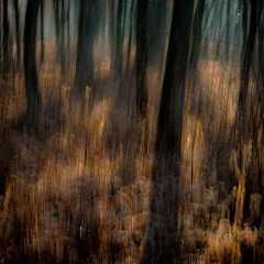 Trees-In-Winter-Mist-002
