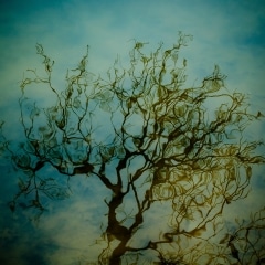 Trees-in-Water-034