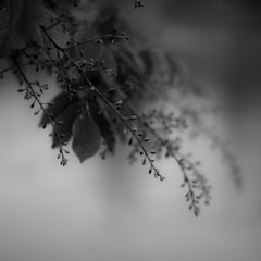 Echoing