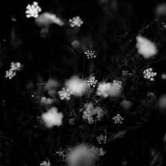 Summer-Wildflowers-026