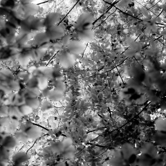 Up-Through-Trees-010