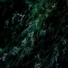 Forest-Grass-013