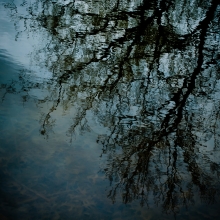 Trees-in-Water-027