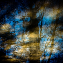 Trees-in-Water-117